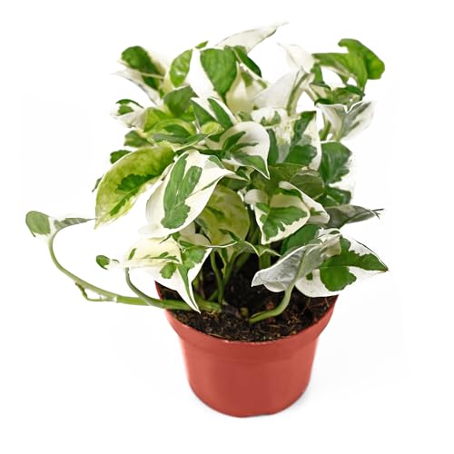 California Tropicals Pothos 'N Joy - 4" Live Plant - Variegated White and Green Leaves - Easy to Care for - Perfect for Indoor and Outdoor Home Decor, Office, and Gift - Pot Included