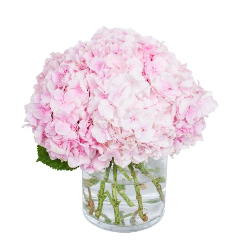 Hydrangea Verena Light Pink | Online Hydrangea Delivered by Flourish