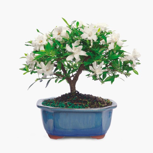 Gardenia - Regular Shipping