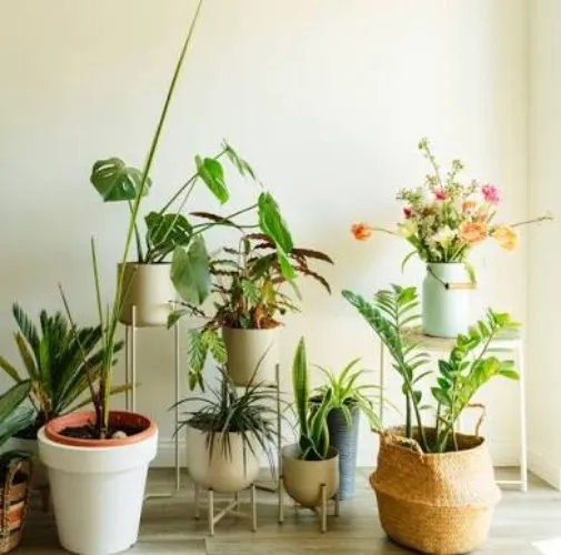 House Plants
