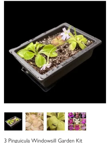 California Carnivores 3 Plant Kit