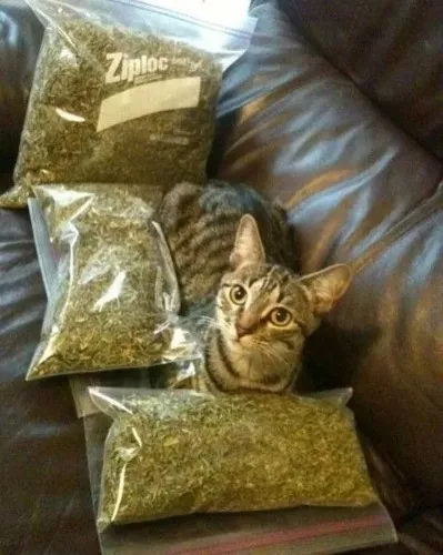 500$ tip buy this and I'll do whatever you want forever :3