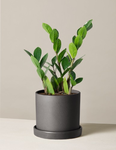 ZZ Plant | Medium / Hyde / Black