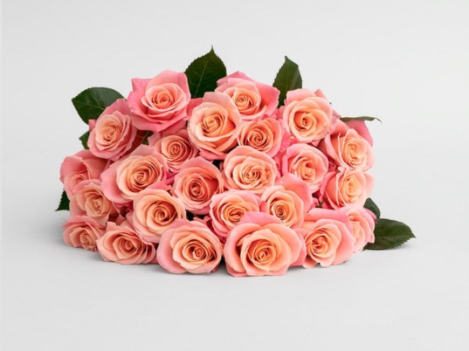 Bloomsy Rose Large - Month to Month