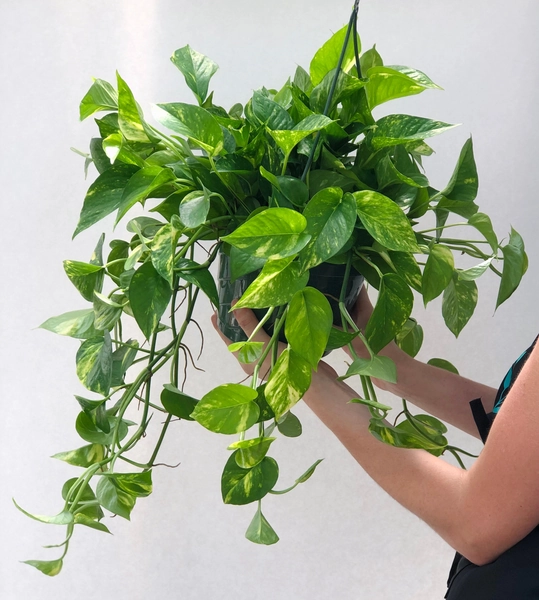 Lush Golden Pothos | 4", 6", or 8" Nursery Pot | Epipremnum aureum | Easy Care Houseplant | Live Indoor Plant | Unique Tropical Plants |