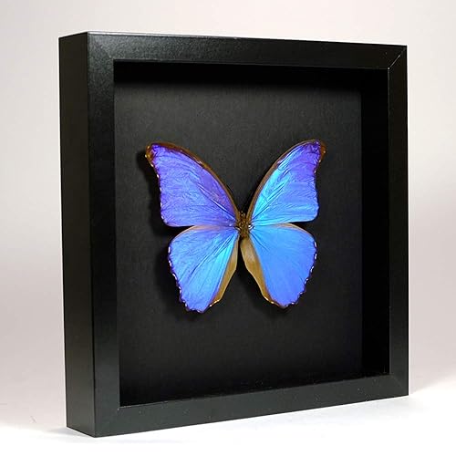 De Museumwinkel.com Morpho Didius - Giant Blue Morpho - Real Taxidermy Butterfly Mounted Under Glass in Handmade Elegant Black Wooden Frame