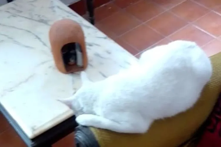 Cat food for posh cat 