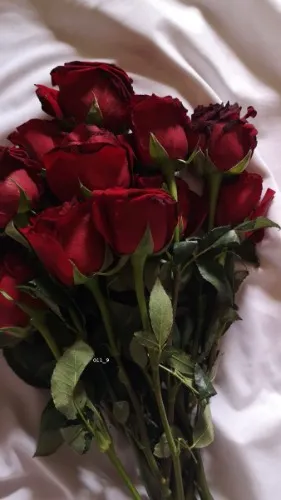 Roses 🌹