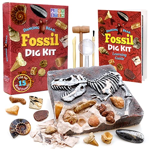DANCING BEAR Fossil Dig Kit, Excavate 15 Prehistoric Fossils Including Real Dinosaur Bones and Shark Teeth, Paleontology STEM Education for Kids, Fun Science Activity Gift Sets for Girls and Boys - Fossil Dig Kit