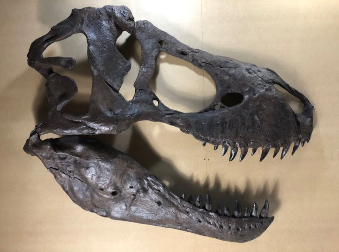 Tyrannosaurus rex Life Sized Half Skull Wall mount | EU