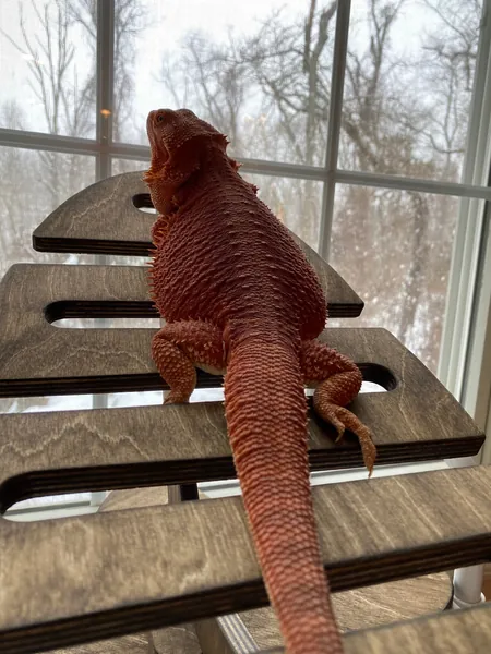 Bearded Dragon Hammock | Reptile Lounge | Reptile Baskting | Terrarium Decor | Bearded Dragon Furniture | Terrarium Figurines