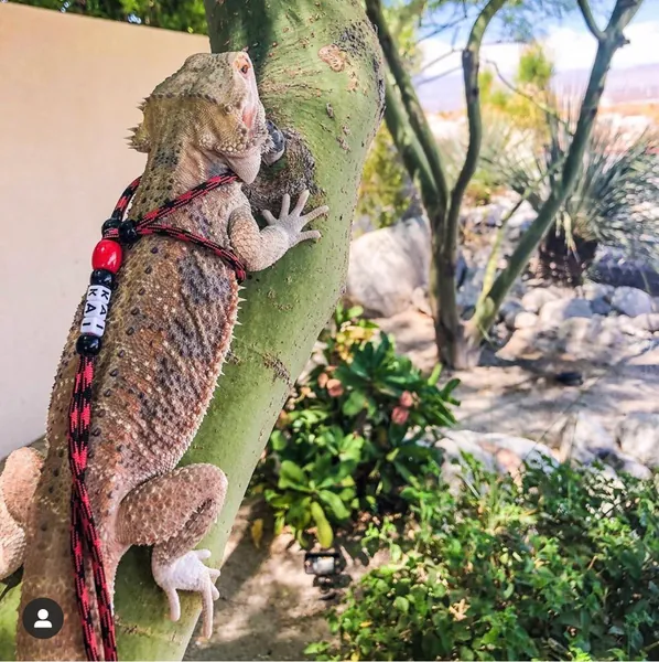 Custom Name Reptile Leash/Harness