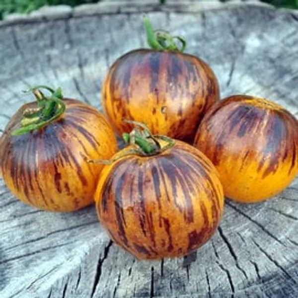 Ussuri tiger tomato seeds