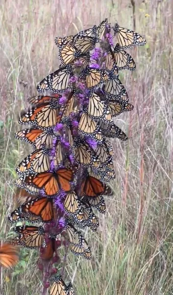 100 BUTTERFLYMAGNET! Meadow Blazing Star Seeds, Monarch magnet seeds, Liatrus Ligulistylis LI401C