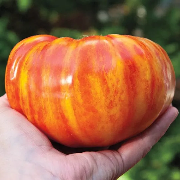 50 Big Rainbow, Tomato Seeds, Heirloom, Organic, Non Gmo, Large Beefsteak