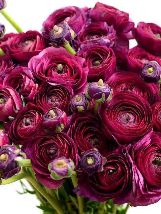 My favorite flower <3