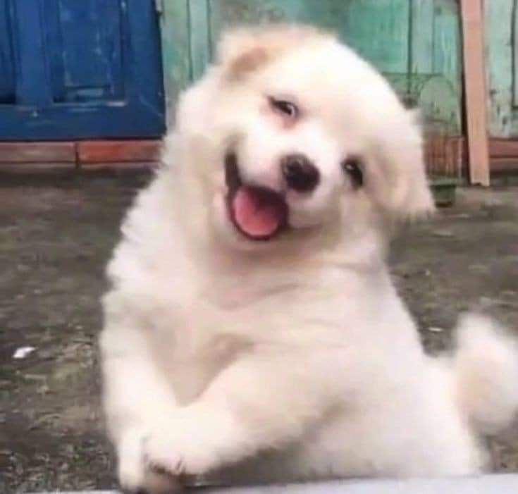 good mutt :333