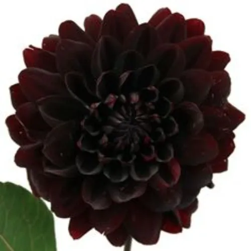 A Black Dahlia
