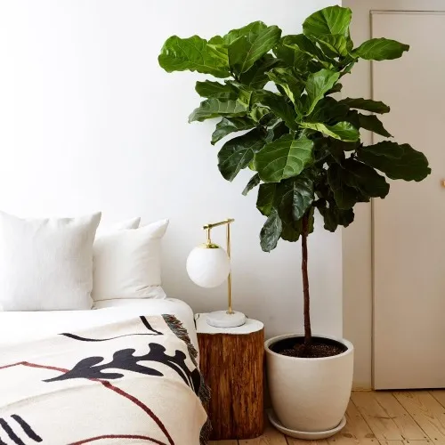 Fiddle leaf fig + plant stand