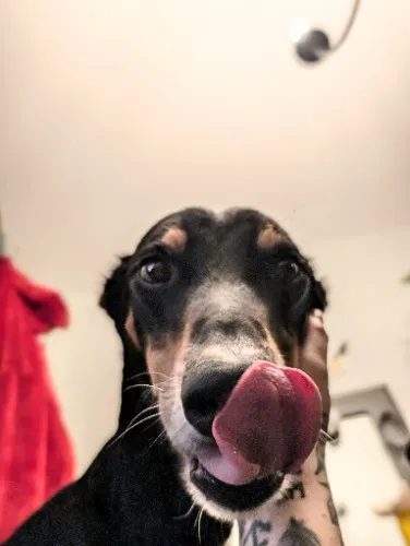 Vet Bills