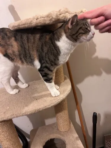 kitty