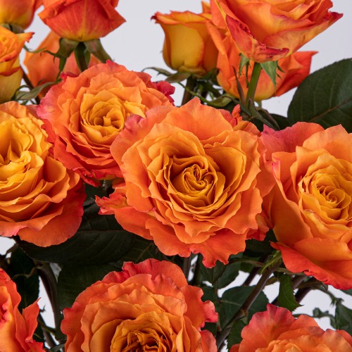 Sunpeak Roses | ELATION, 36 stems