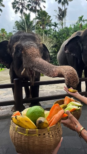 ✨Bali Trip 🐘 ✨