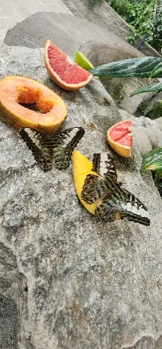 Help Me Get Home to See My Family