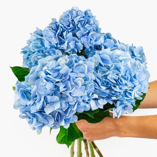 Blueberry Delight Hydrangea