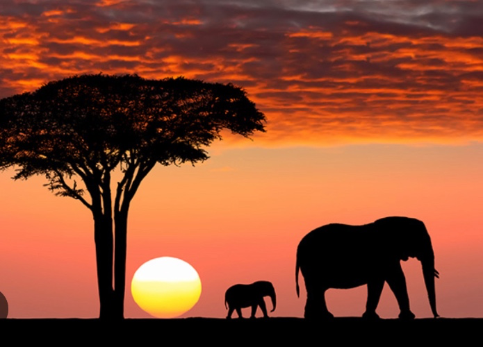 Safari across Africa
