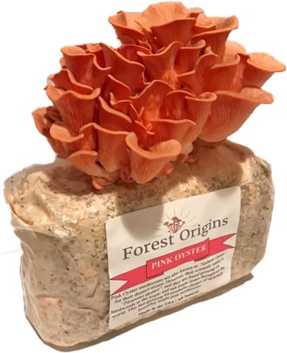 Grow kit Pink Oyster Mushroom Grow Kit, Beginner Friendly & Easy to Use, Grows in 10 Days | Handmade in California, USA | Top Gardening Gift, Holiday Gift & Unique Gift