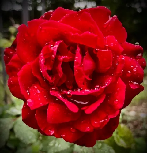 A Rose