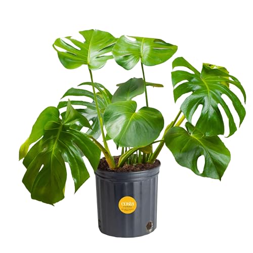 Costa Farms Monstera Swiss Cheese Plant, Live Indoor Plant, Easy to Grow Split Leaf Houseplant in Indoors Nursery Plant Pot, Housewarming, Decoration for Home, Office, and Room Decor, 2-3 Feet Tall - Monstera - 2-3 Feet Tall - Nursery Plant Pot