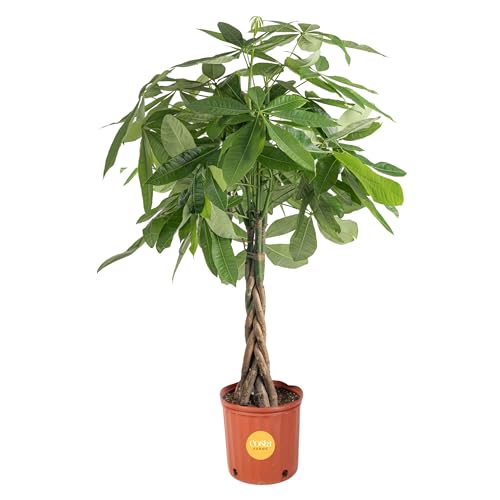 Costa Farms Money Tree, Large, Live Indoor Plant, Easy to Grow Pachira House Plant Gift, Home Décor, 3-4 Feet Tall in Nursery Pot - Nursery Grower Pot - Large - Money Tree - Nursery Planter