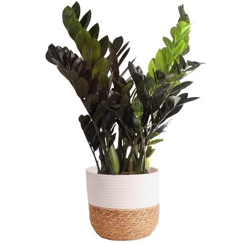 Costa Farms Raven ZZ Plant, Easy Care Indoor Houseplant, Potted in Decorative Plant Pot with Soil, Room Decor for Tabletop, Shelf, or Office Desk, Trending Tropicals Collection, 22-Inches Tall - Large Raven® ZZ Zamioculcas ‘Dowon’ - Plant