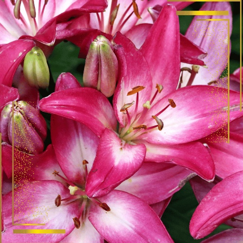 Fresh Lilies and Roses