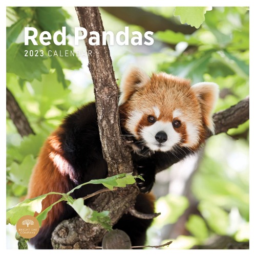 2023 Red Pandas Wall Calendar by Bright Day, 12x12 Inch, Beautiful Cute Wildlife Photography - 