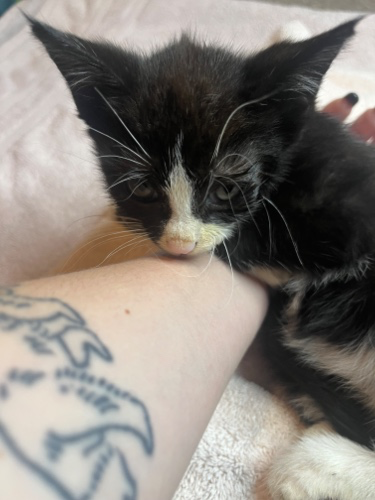 Kittens kittens kittens!!!!! 