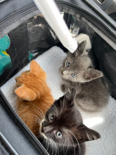 For the kittens 🐈‍⬛ 🤒