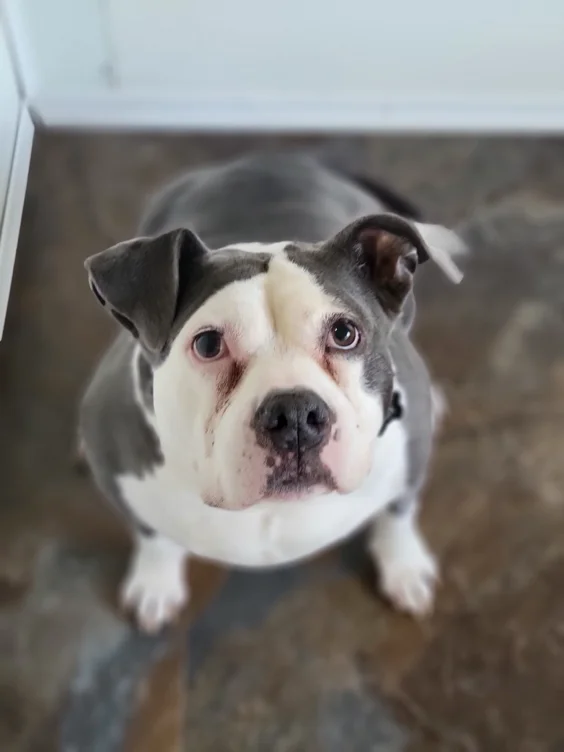 Doggie Private Jet Charter Donation 