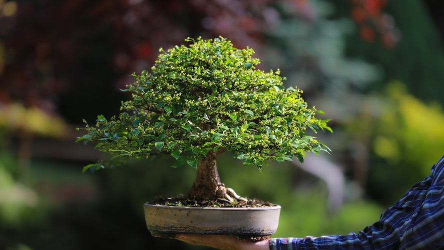 Bonsai Boy of New York Bonsai Trees and Accessories