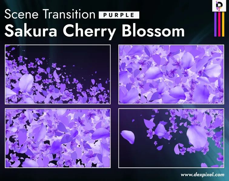 Purple Sakura Cherry Blossom Transition. OBS Stinger, Animated Stream Transition. Twitch Streamlabs Scenes Stinger. Twitch Transition