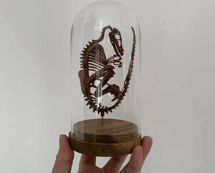 Skeleton replica of velociraptor fetus under globe