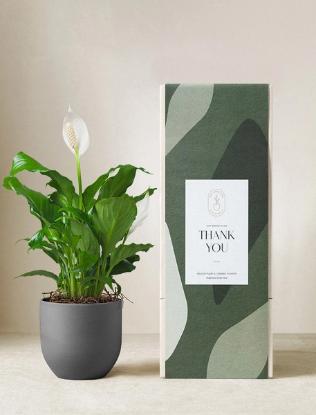 Peace Lily Plant | Thank You