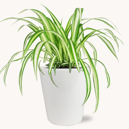 Spider Plant