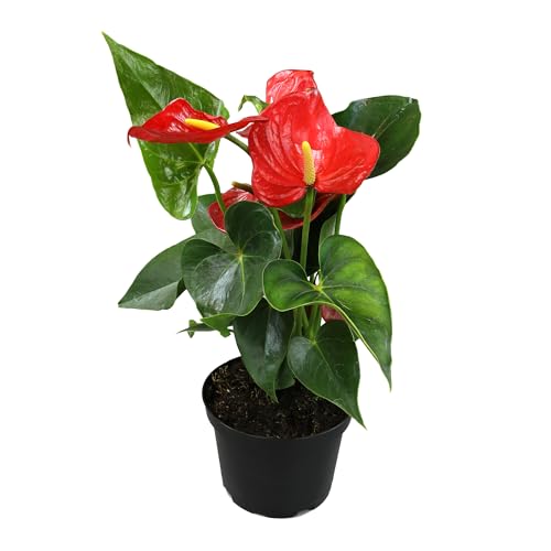 6" Red Anthurium Live Plant
