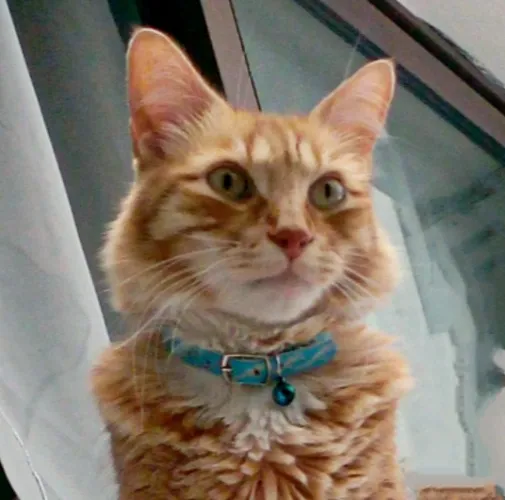 Vet care for Mishmish (13)