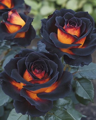 Flowers for your favorite 