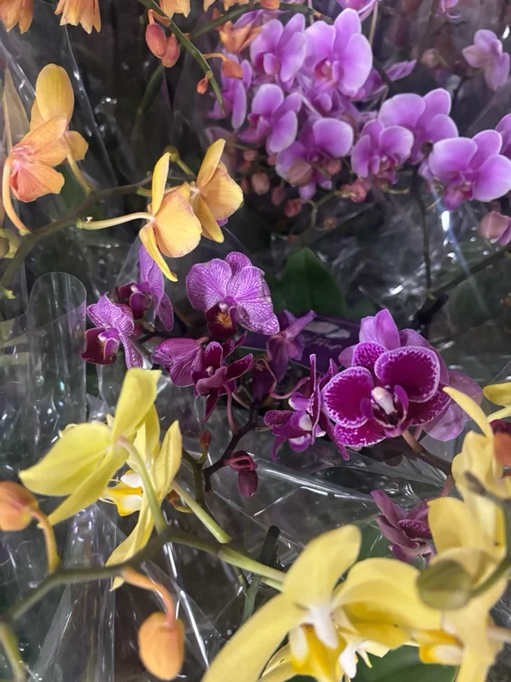 New orchids for my collection (35)