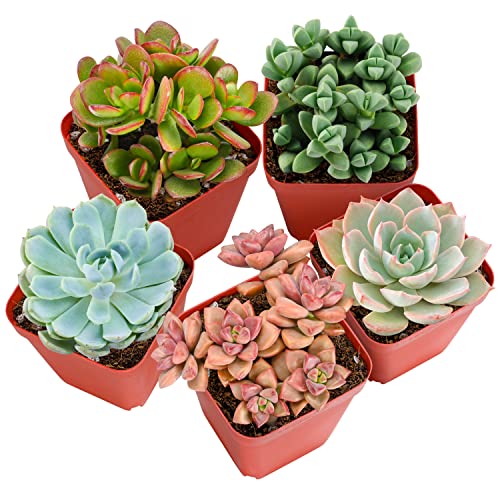 Live Succulent Plants, 5 Pack Assorted Real Succulents Potted in 2" Starter Planter with Soil Mix, Rare Small Indoor House Plants for Home Garden Wedding Decor Party Favor DIY Gift - 5 Count - Square Pot
